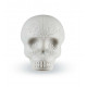 Latin Percussion Sugar Skull Shaker LP006-GLO Glow In The Dark